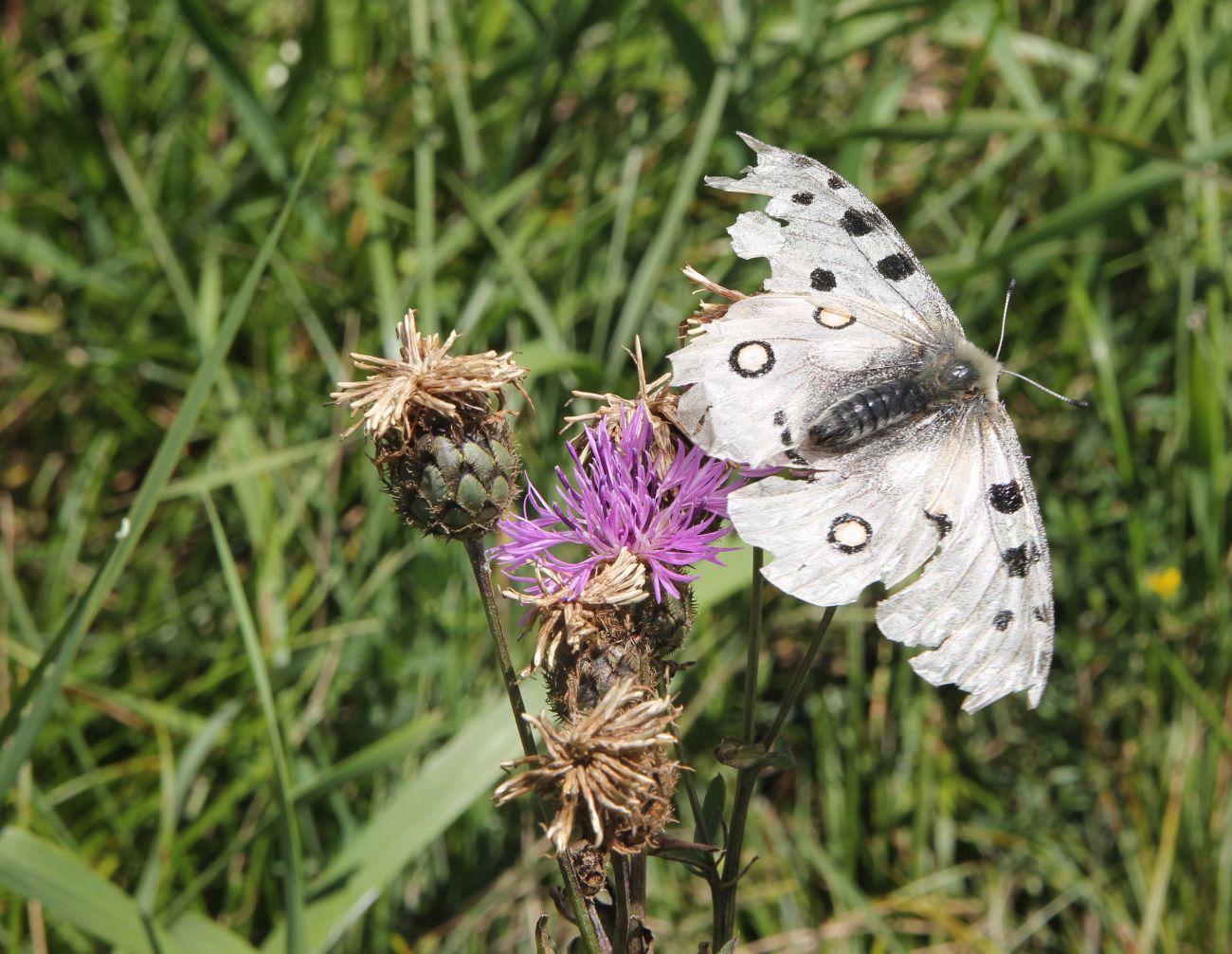 Image of Centaurea scabiosa specimen.