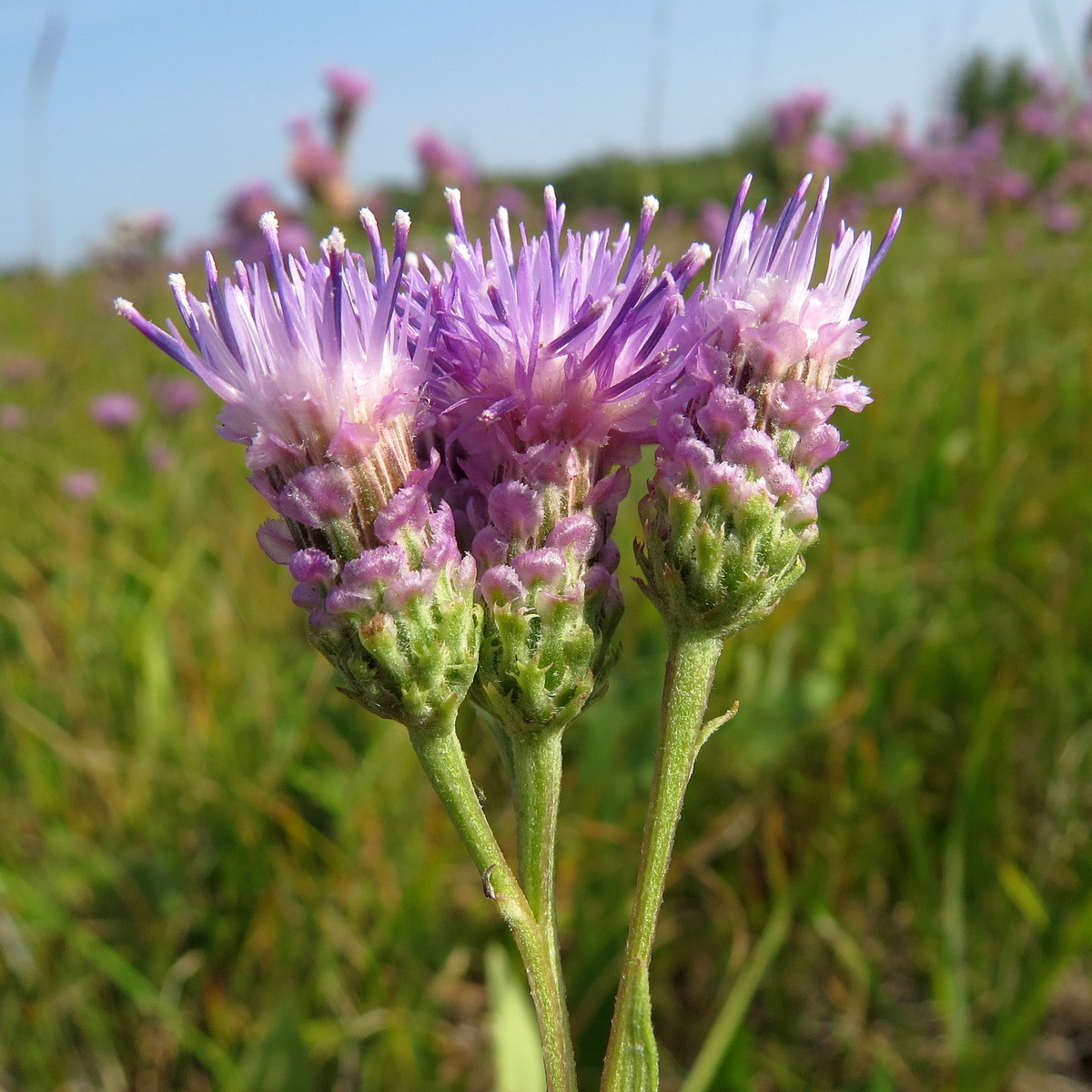 Изображение особи Saussurea amara.