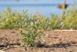 Senecio viscosus