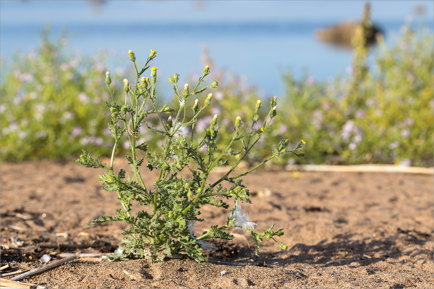 Изображение особи Senecio viscosus.