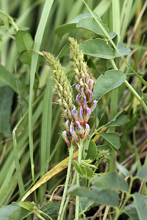 Image of Glycyrrhiza laxissima specimen.