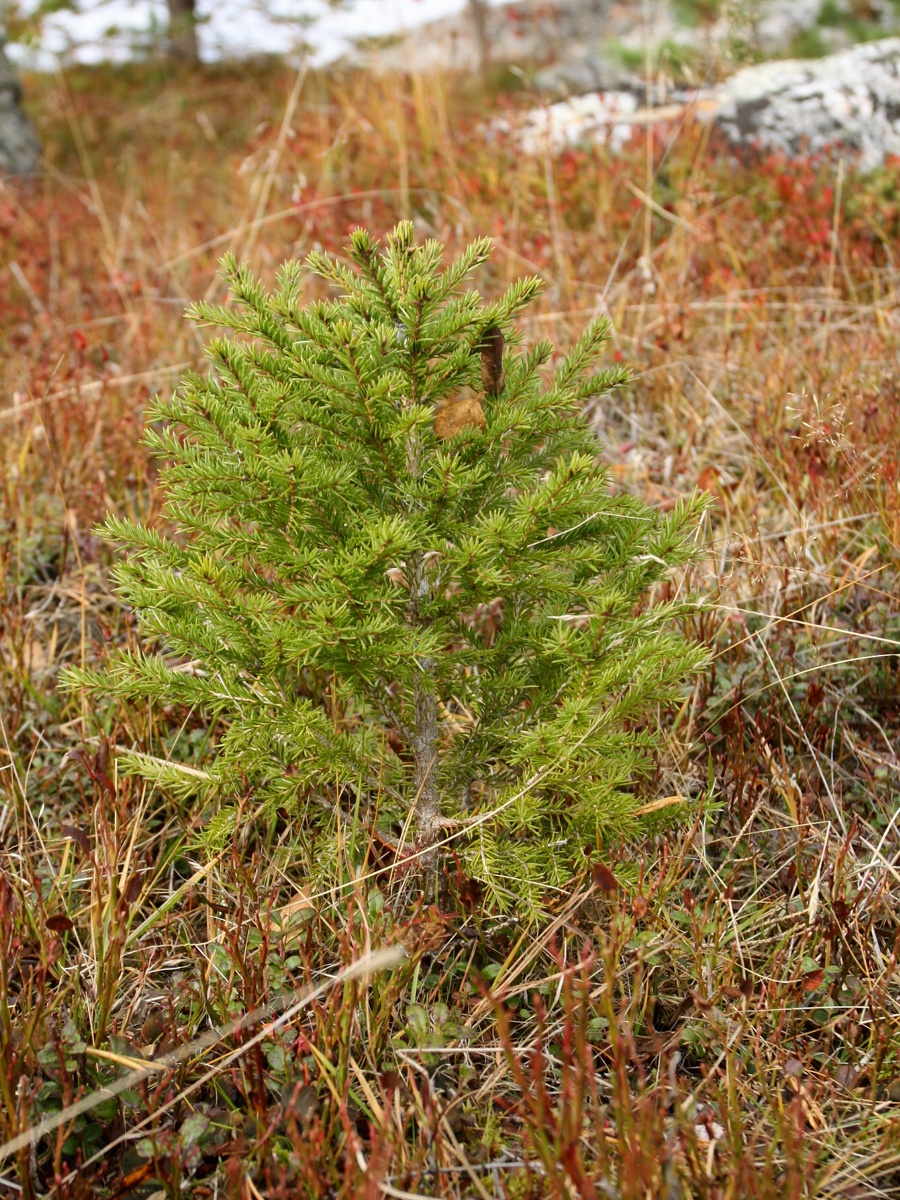 Image of Picea &times; fennica specimen.