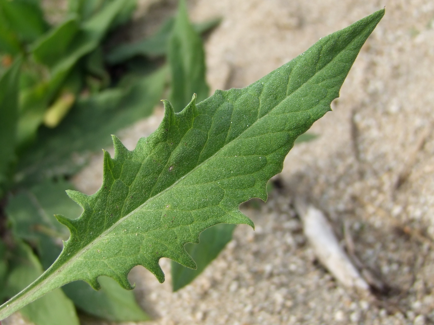 Изображение особи Saussurea amara.