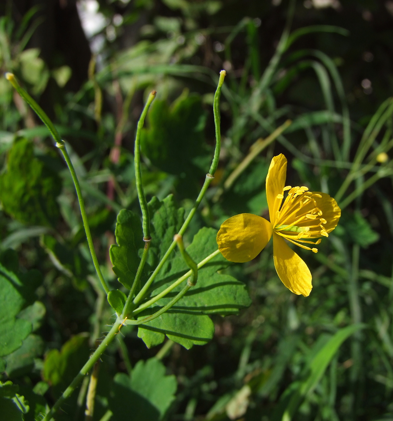 Изображение особи Chelidonium majus.