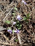 Viola rupestris