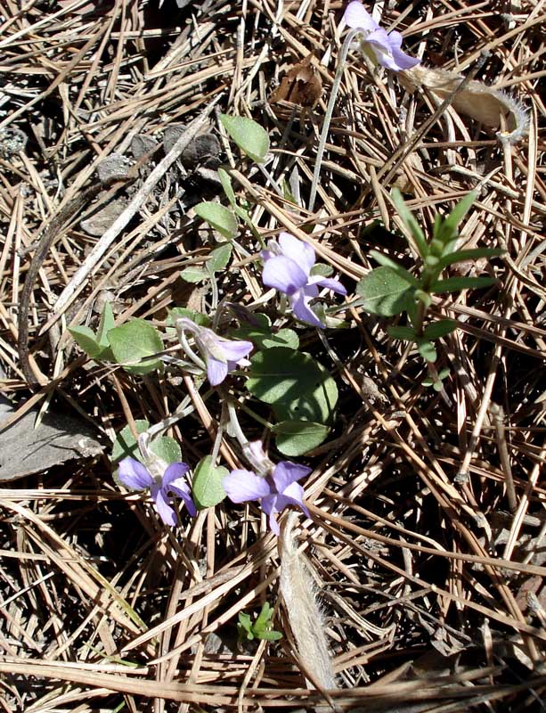 Изображение особи Viola rupestris.