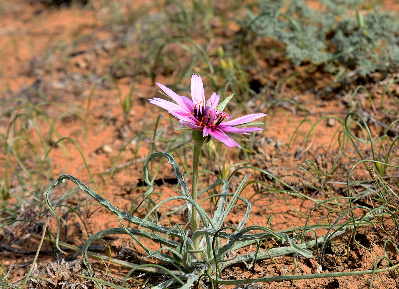 Изображение особи Tragopogon ruber.