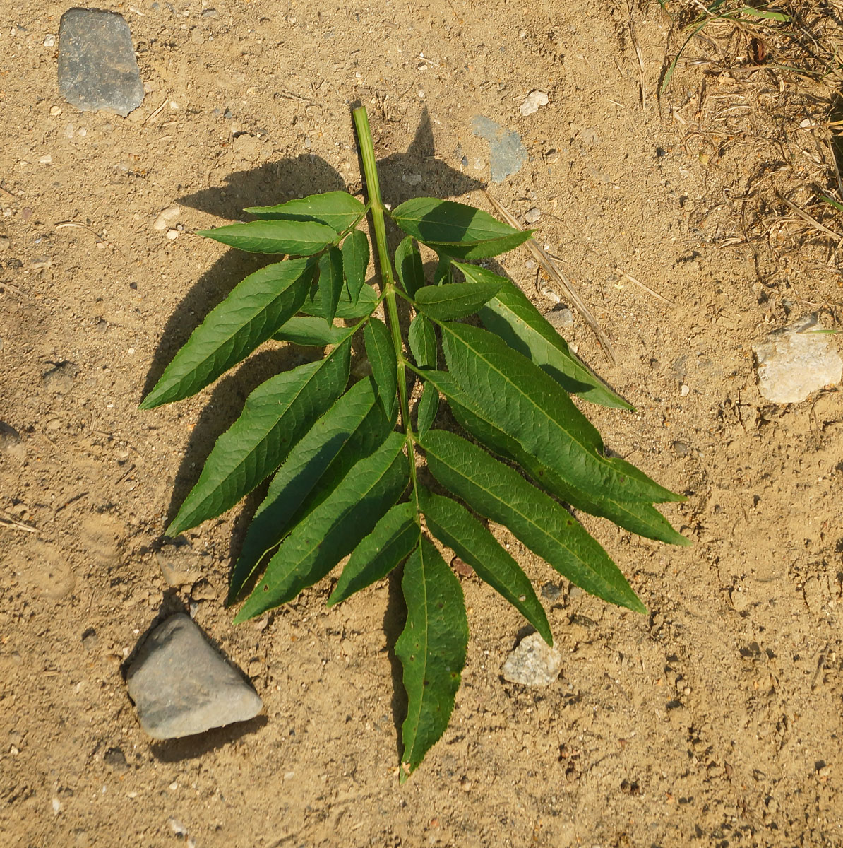 Image of Sambucus ebulus specimen.