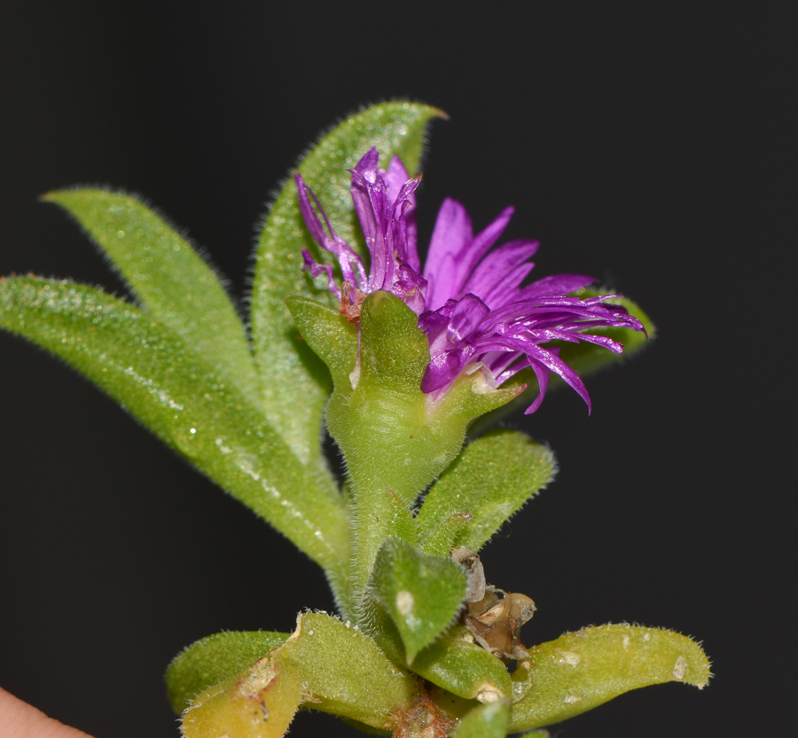 Image of familia Aizoaceae specimen.