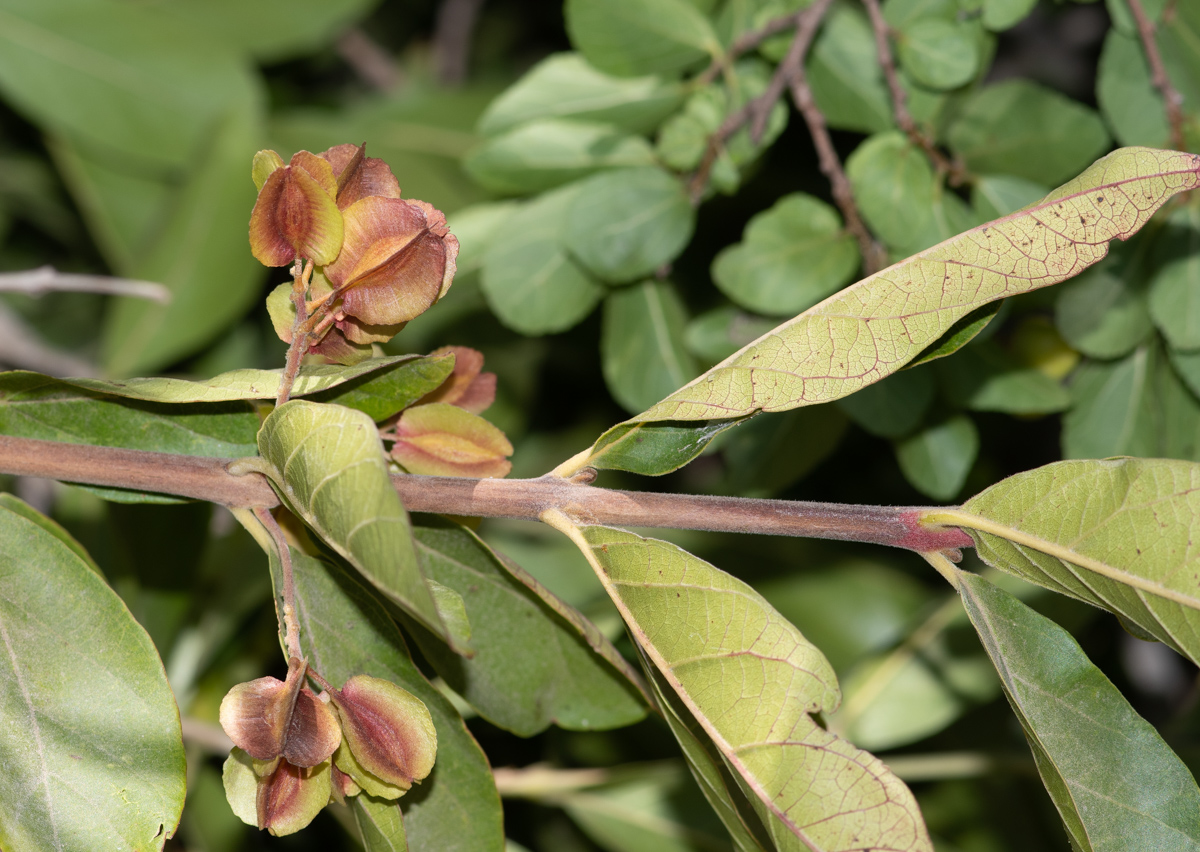 Image of Combretum kraussii specimen.