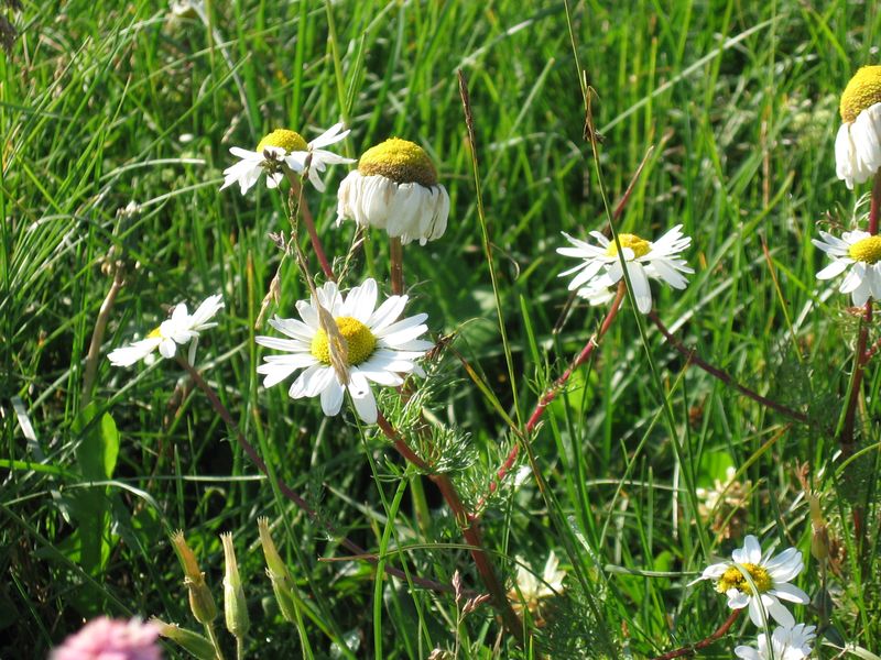 Изображение особи Tripleurospermum inodorum.