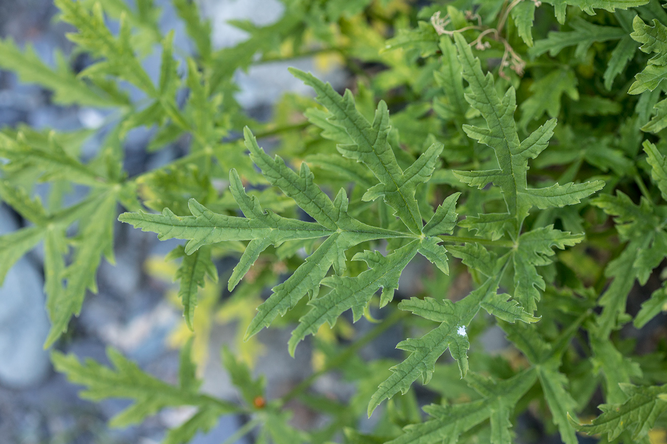 Изображение особи Heracleum freynianum.