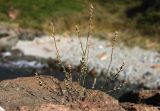 Polygonum fusco-ochreatum. Цветущее и плодоносящее растение. Приморский край, окр. г. Владивостока, приморские скалы. 19.09.2018.