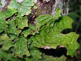 Lobaria spathulata. Часть таллома. Сахалинская обл., Южно-Курильский р-н, остров Кунашир, мыс Столбчатый. Июль 2008 г.