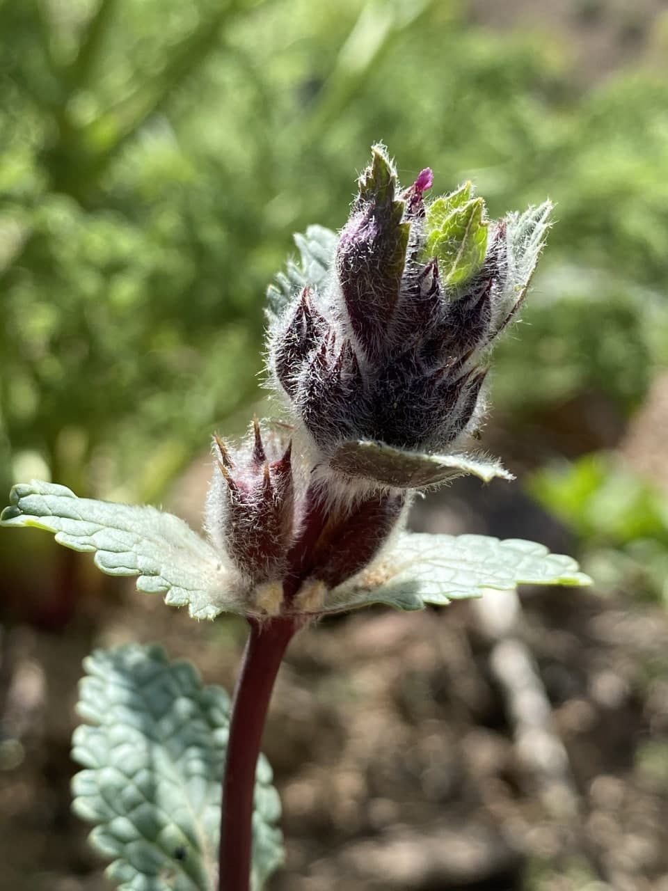 Image of Phlomoides angreni specimen.