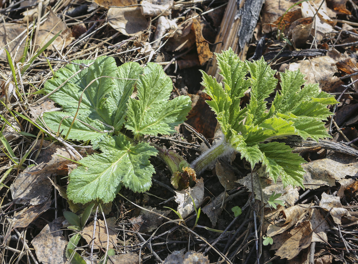 Image of Heracleum sosnowskyi specimen.