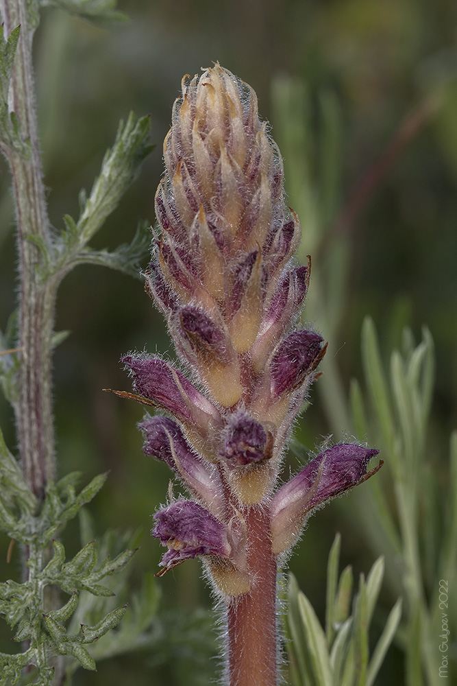 Изображение особи Orobanche pubescens.