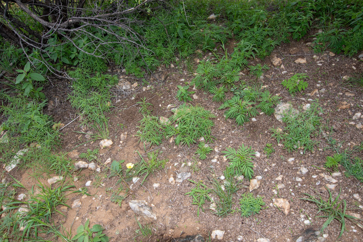 Image of Tagetes minuta specimen.