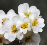 Draba cardaminiflora. Цветки. Приморский край, Дальнегорский ГО, окр. с. Рудная Пристань, 1 км к юго-юго-западу от мыса Бриннера, приморские скалы. 12.06.2022.