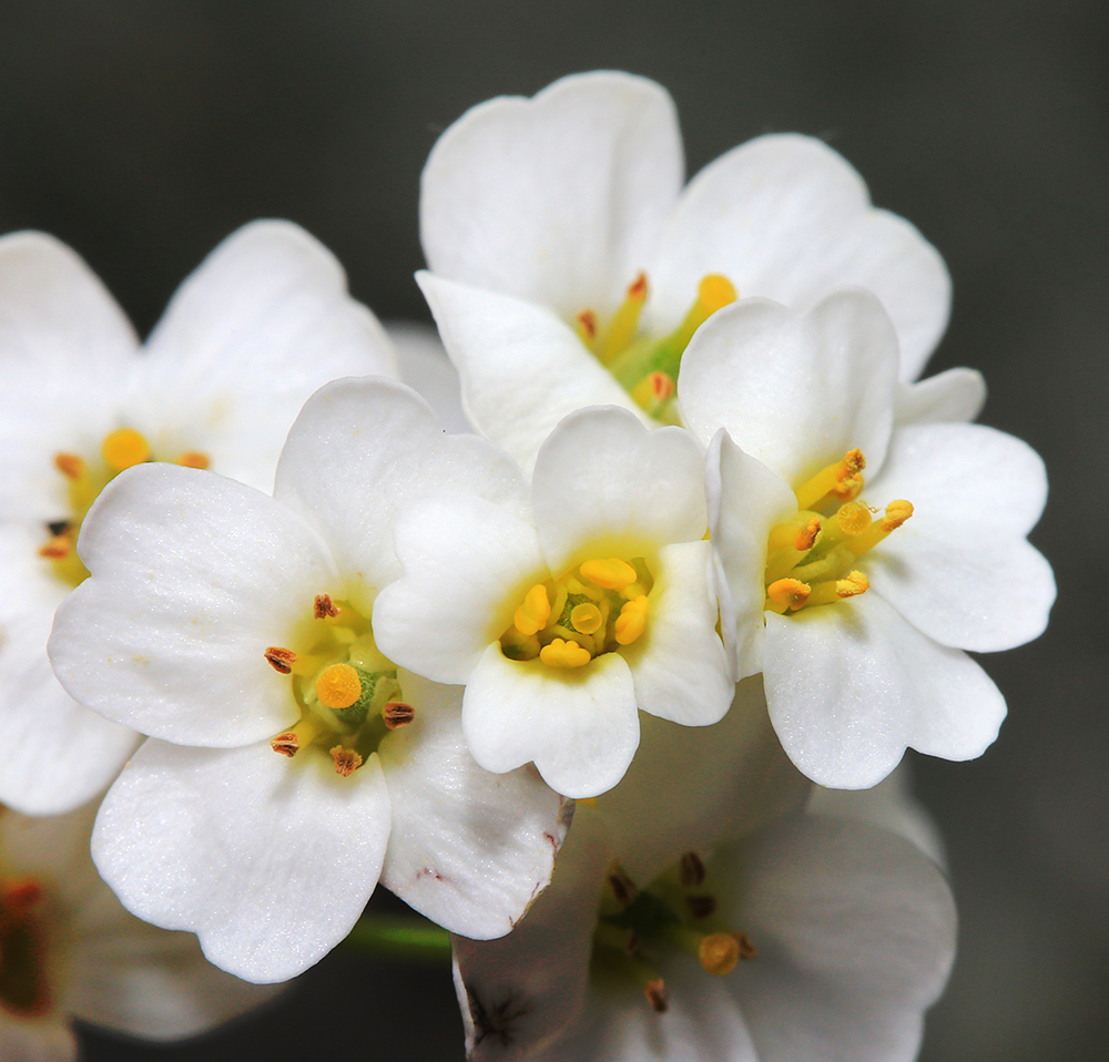 Image of Draba cardaminiflora specimen.