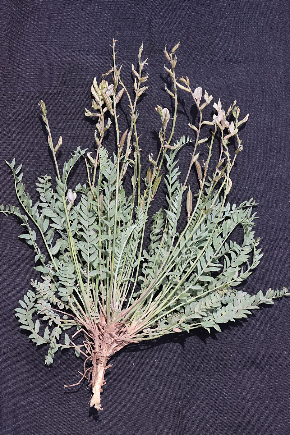 Image of Oxytropis macrocarpa specimen.