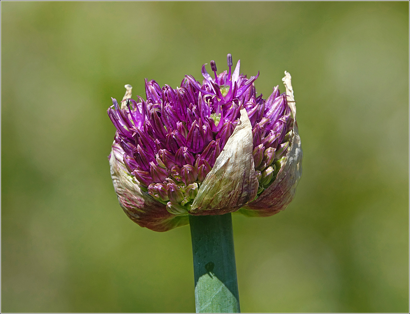 Image of genus Allium specimen.