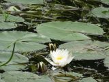 Nymphaea candida