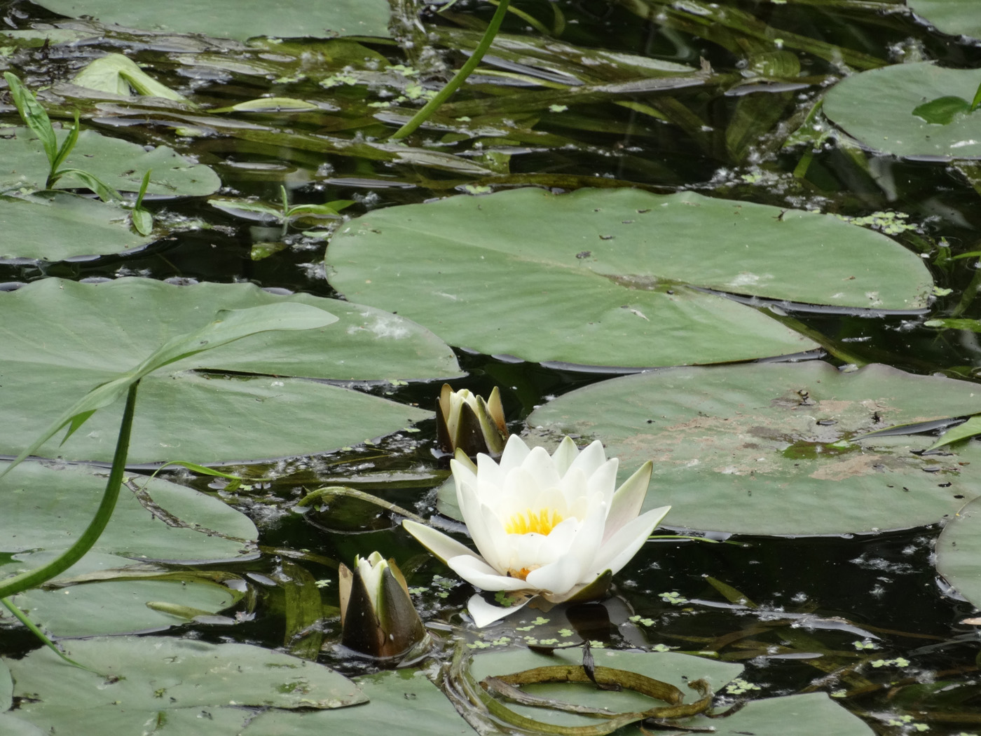 Изображение особи Nymphaea candida.