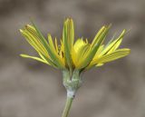genus Tragopogon. Соцветие. Дагестан, Левашинский р-н, окр. с. Цудахар, глинистый склон. 9 мая 2022 г.