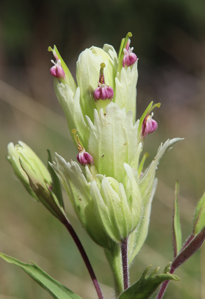 Изображение особи Castilleja pallida.