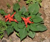 Salvia splendens. Цветущее растение. Узбекистан, Ташкентская обл., зап. отр. Чаткальского хр., окр. кишлака Учтерак, в культуре. 21.06.2022.