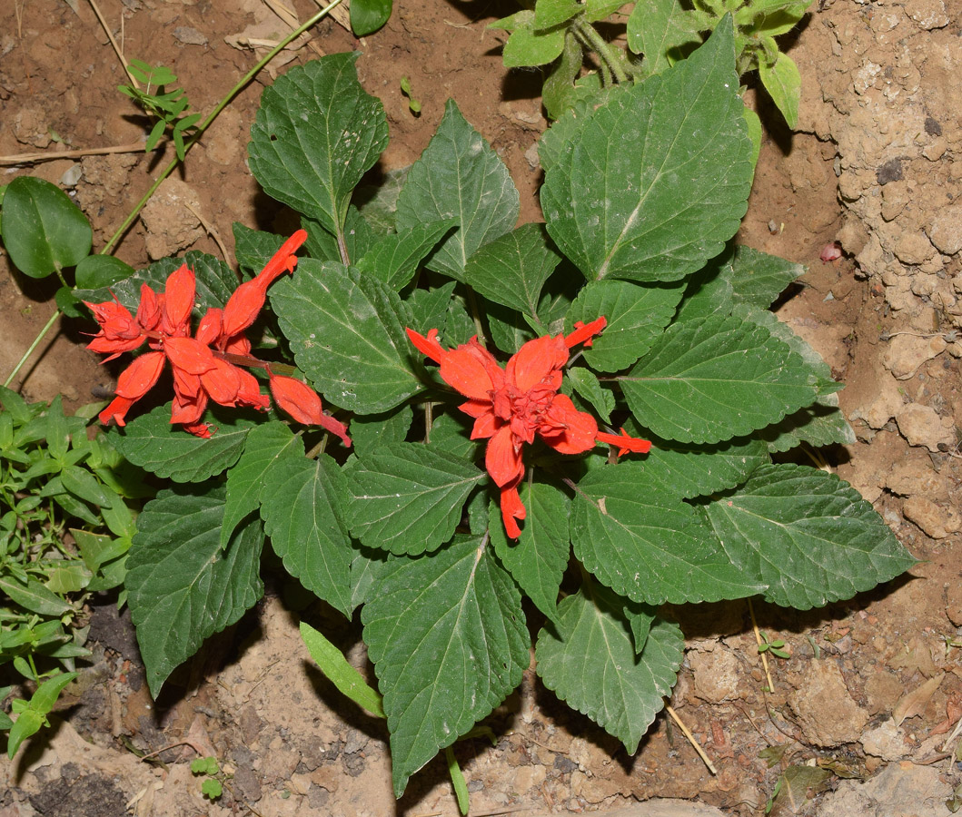 Изображение особи Salvia splendens.