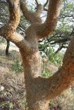 Sterculia africana. Ствол с основаниями скелетных ветвей. Намибия, обл. Кунене, округ Sesfontein, кемпинг Онгонго. 17.01.2010.