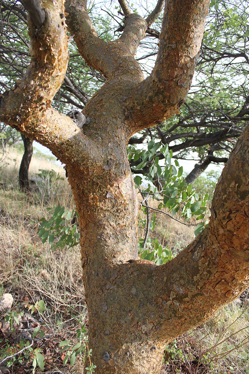 Изображение особи Sterculia africana.