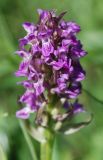 Dactylorhiza incarnata. Соцветие. Алтай, южный берег Телецкого озера, луг. 29.07.2010.