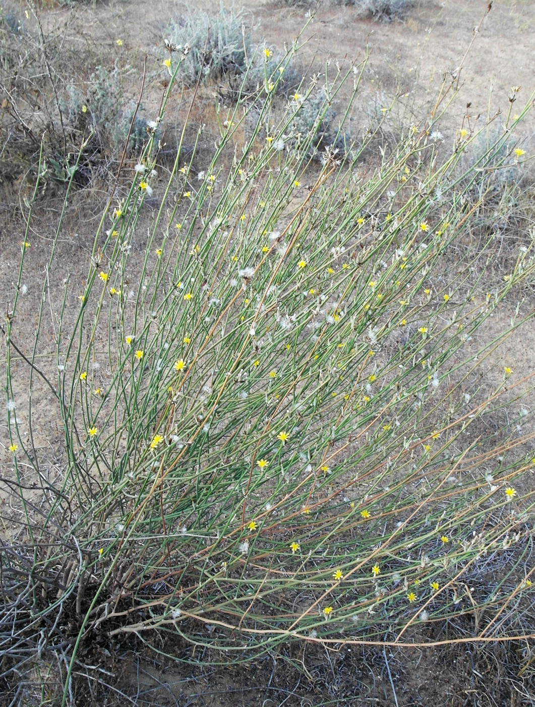 Image of Chondrilla juncea specimen.