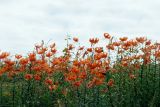 Lilium lancifolium