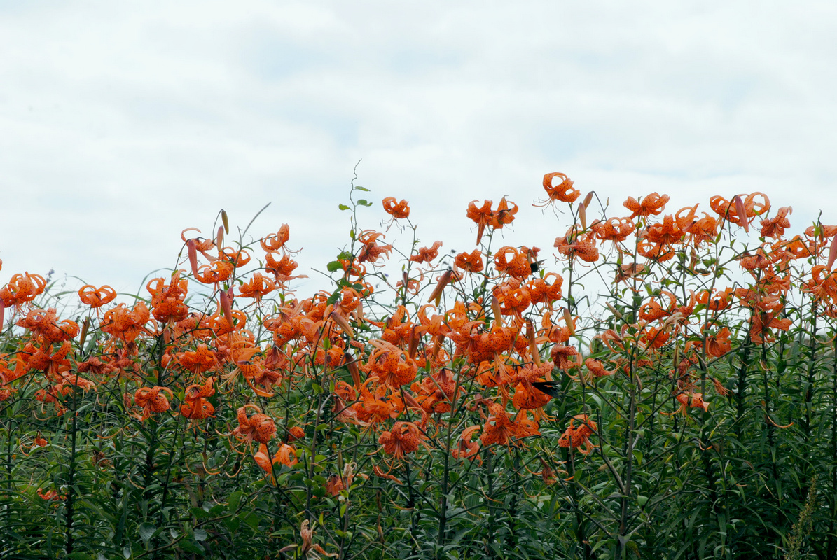Изображение особи Lilium lancifolium.