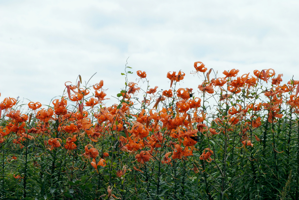 Image of Lilium lancifolium specimen.