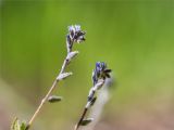 Myosotis micrantha