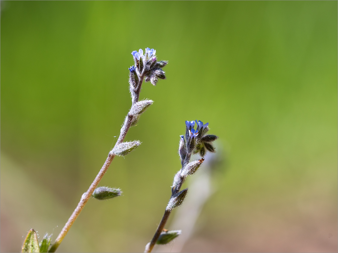 Изображение особи Myosotis micrantha.