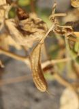 Zygophyllum miniatum
