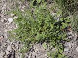 Astragalus sulcatus