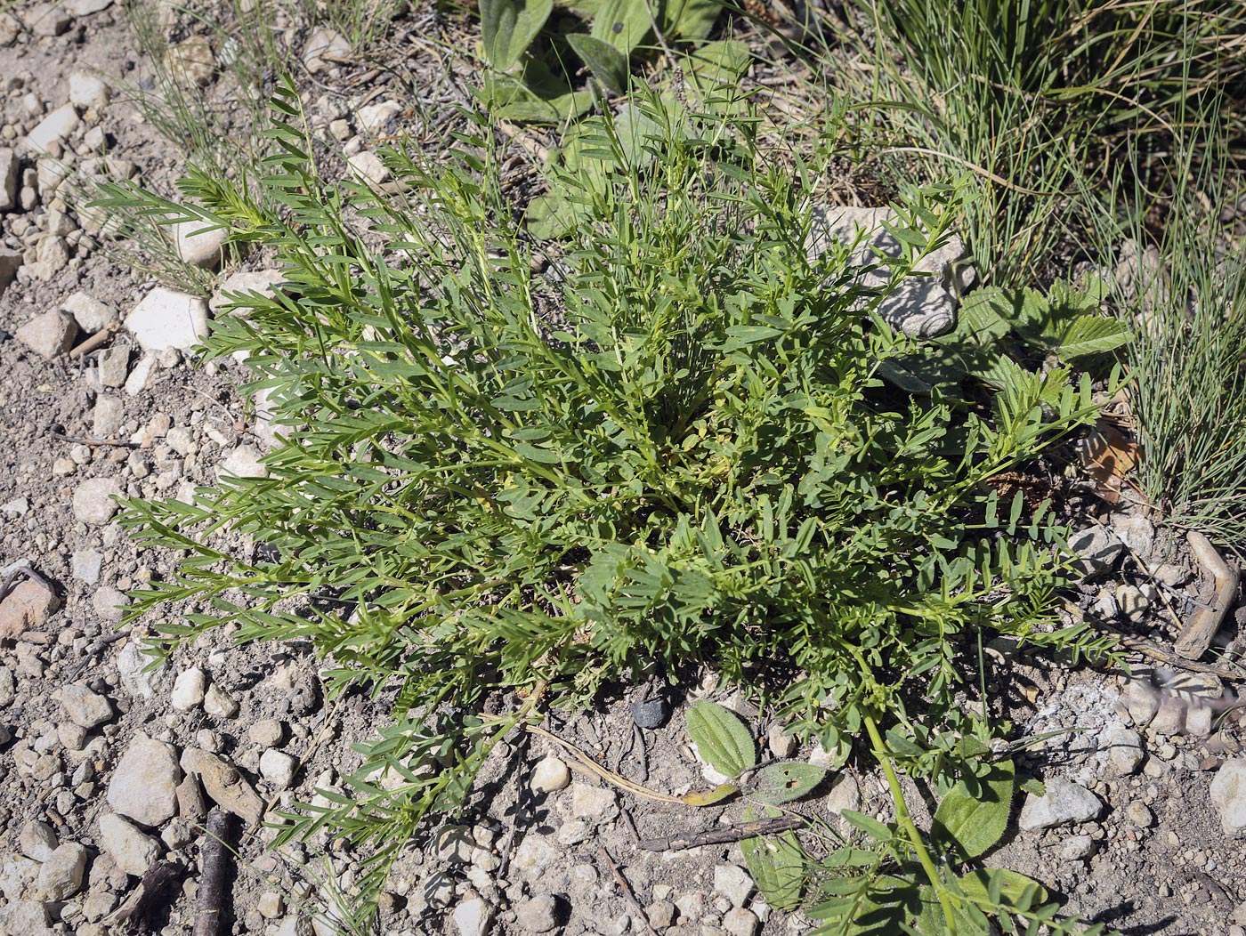 Изображение особи Astragalus sulcatus.