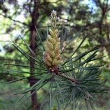 Pinus sylvestris