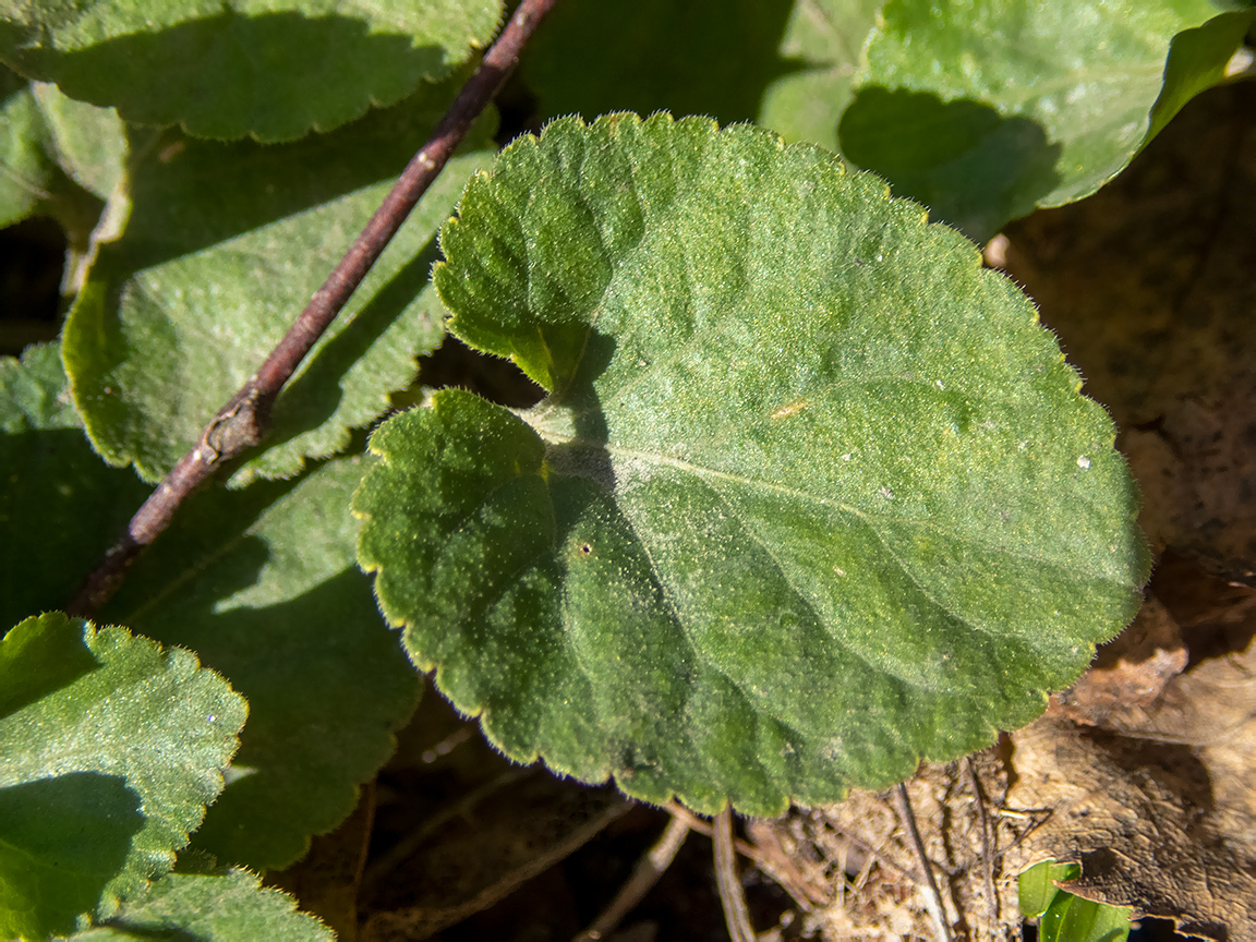 Image of Viola odorata specimen.