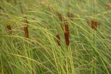 Typha laxmannii. Побеги с соплодиями и верхушки листьев. Ростовская обл., Азовский р-н, окр. хут. Обуховка, заболоченная канава. 21.08.2022.