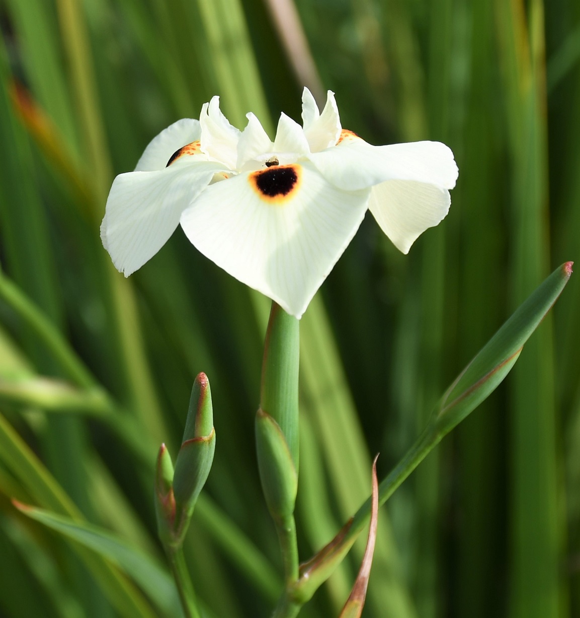 Image of Dietes bicolor specimen.