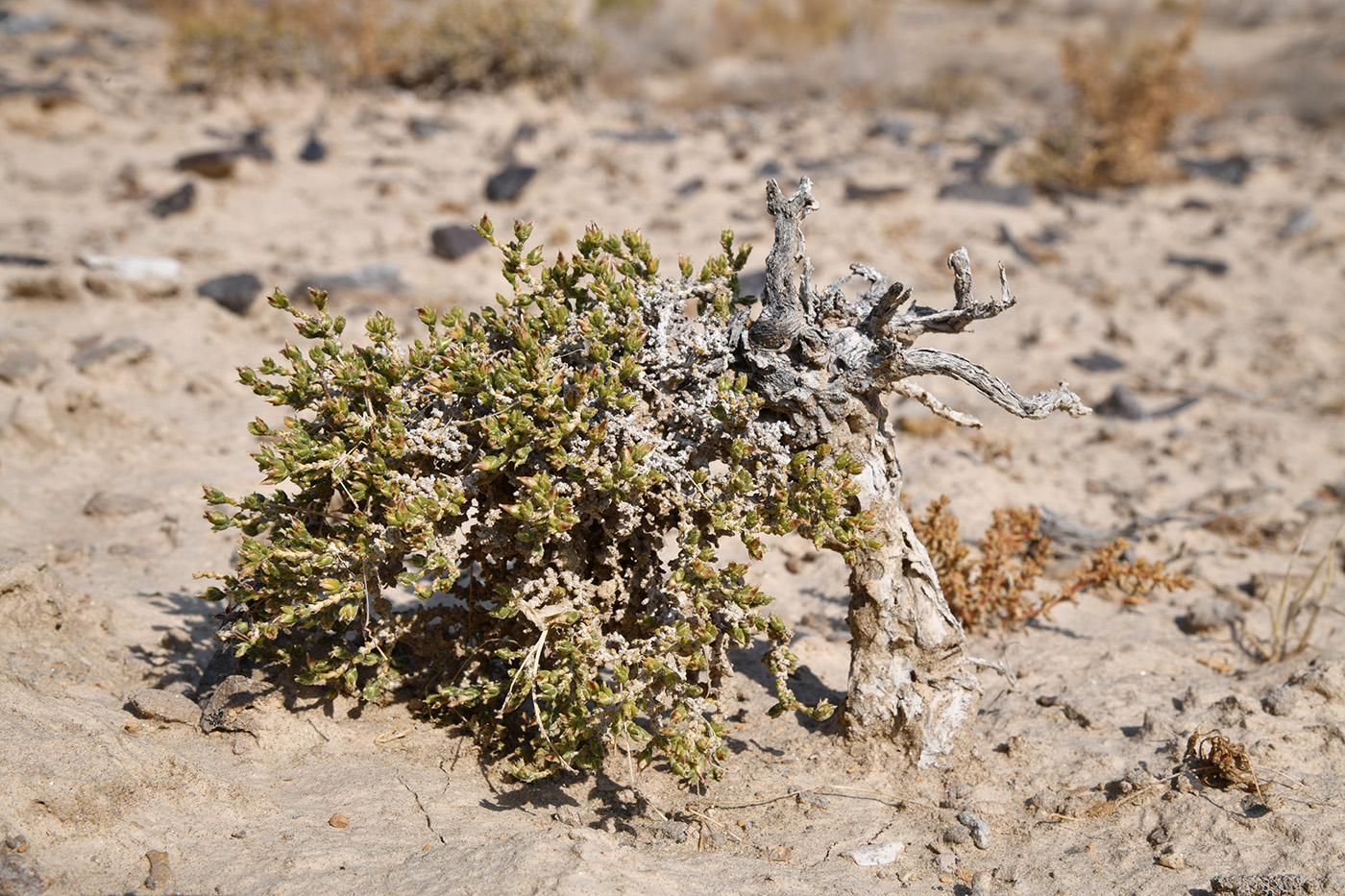 Image of Nanophyton iliense specimen.