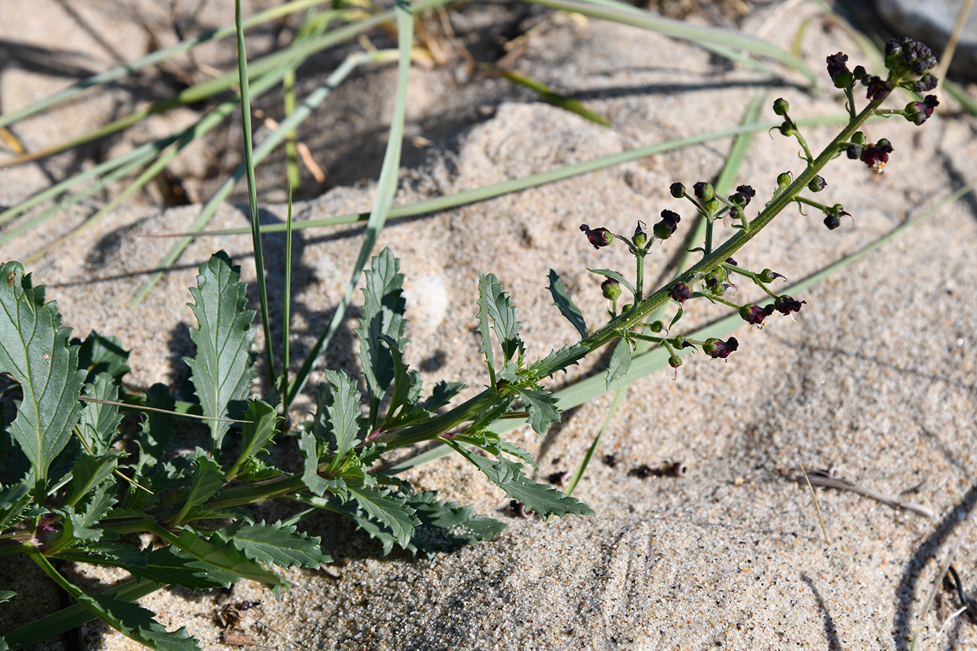 Изображение особи Scrophularia incisa.